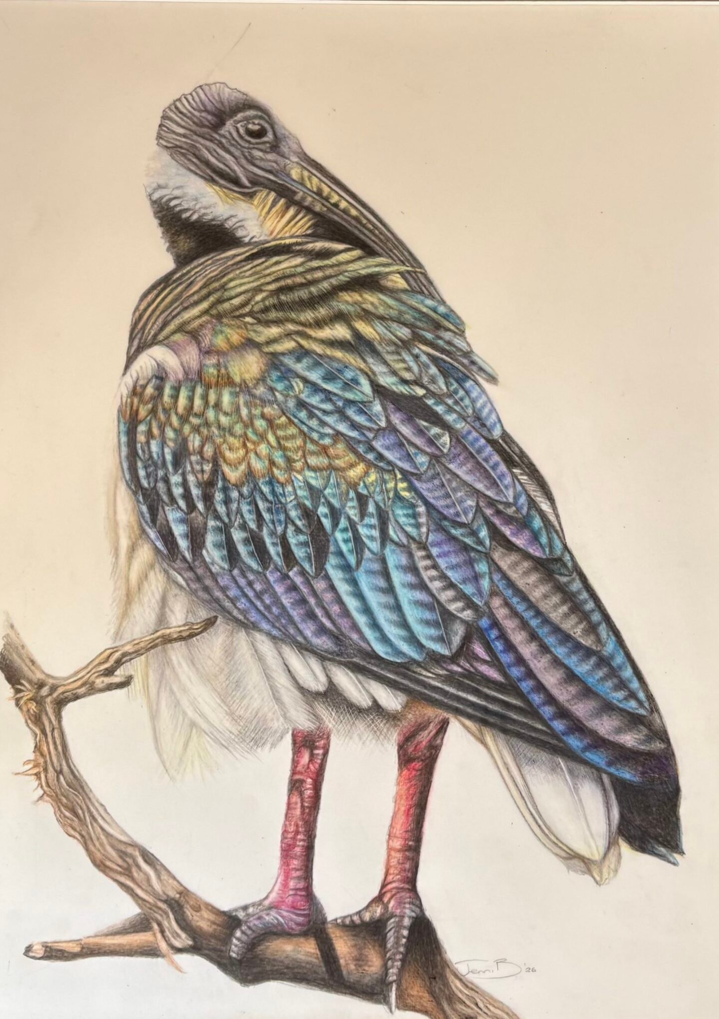 Sacred Ibis drawing by Jenni B