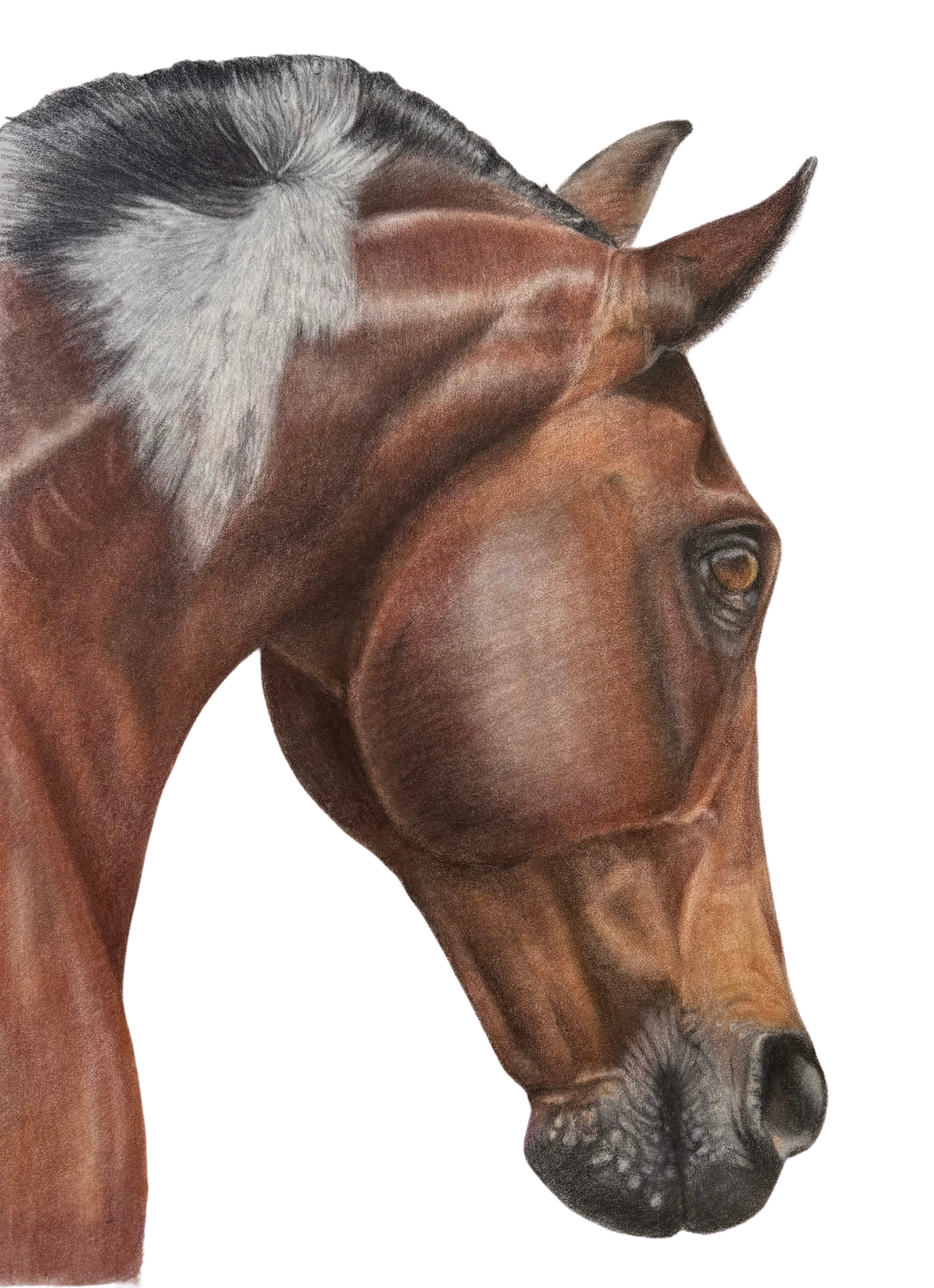 Hand-drawn Carrick horse artwork by Jenni B